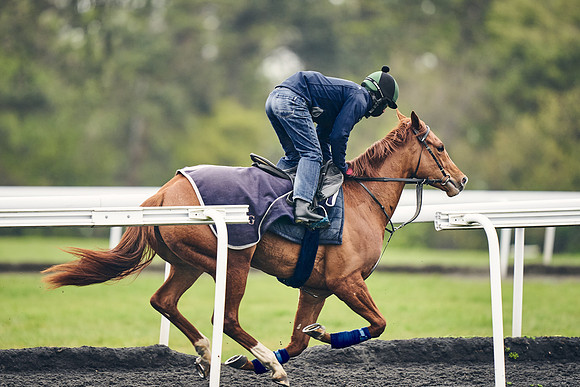 HORSES-IN-TRAINING-18TH-APR-DJ-2015