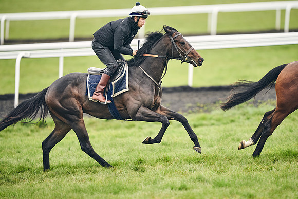 HORSES-IN-TRAINING-18TH-APR-DJ-1614