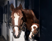 NATS-STUD-FOALS-2020-DJ-1140 2