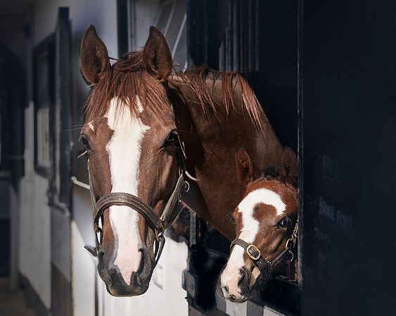 NATS-STUD-FOALS-2020-DJ-1140 2