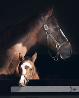 NATS-STUD-FOALS-2020-DJ-1131
