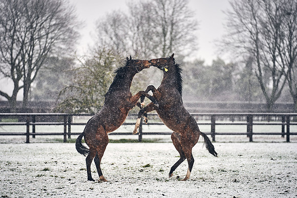 NATIONAL-STUD-27th-FEB-DJ-_DJ94555.ARW-5709