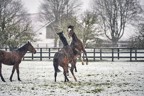 NATIONAL-STUD-27th-FEB-DJ-_DJ94667.ARW-5821
