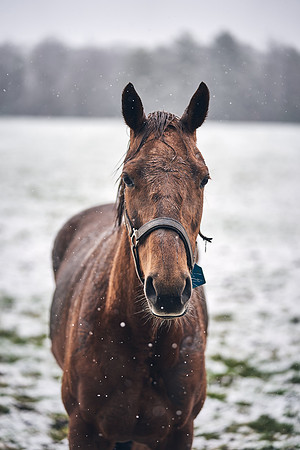 NATIONAL-STUD-27th-FEB-DJ-_DJ95042.ARW-6196