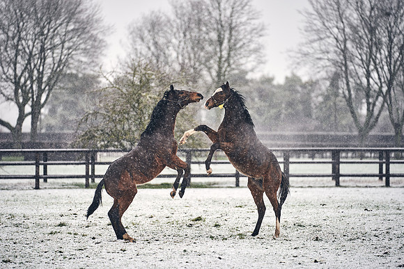 NATIONAL-STUD-27th-FEB-DJ-_DJ94553.ARW-5707