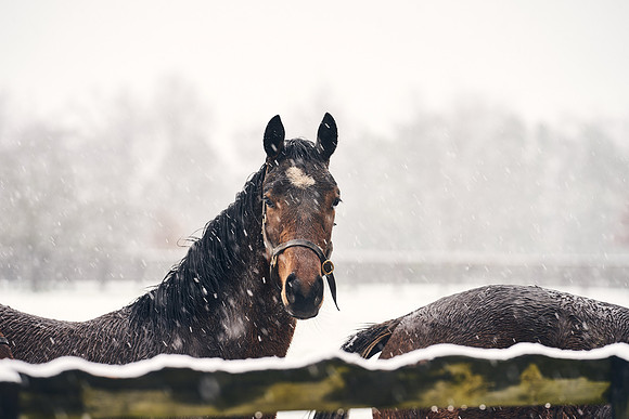 NATIONAL-STUD-27th-FEB-DJ-_DJ94332.ARW-5486