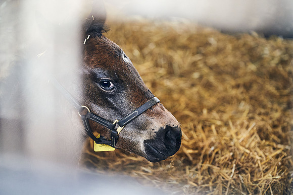 NATIONAL-STUD-27th-FEB-DJ-_DJ95195.ARW-6349
