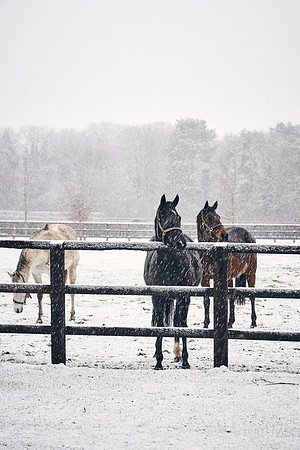 NATIONAL-STUD-27th-FEB-DJ-_DJ94232.ARW-5386
