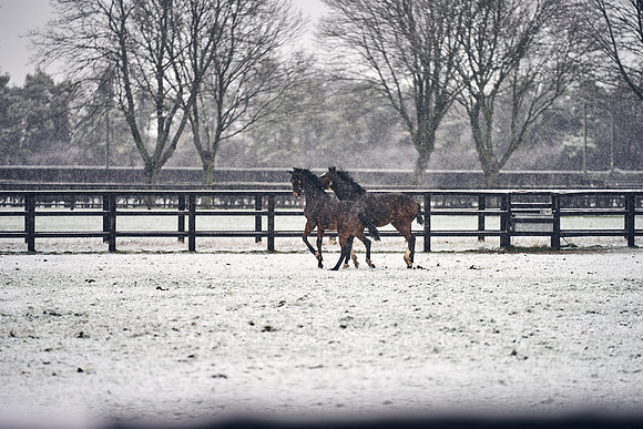 NATIONAL-STUD-27th-FEB-DJ-_DJ94473.ARW-5627