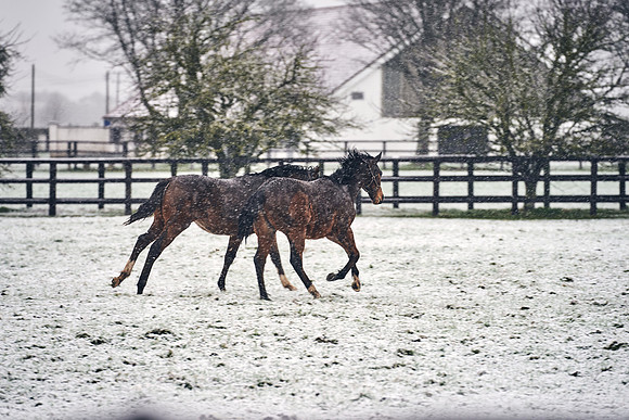 NATIONAL-STUD-27th-FEB-DJ-_DJ94445.ARW-5599