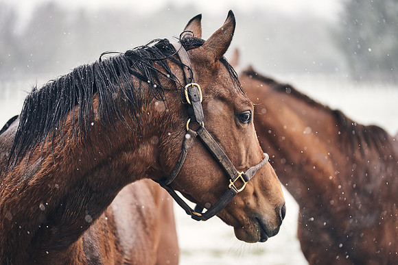 NATIONAL-STUD-27th-FEB-DJ-_DJ94950.ARW-6104