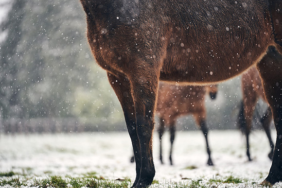 NATIONAL-STUD-27th-FEB-DJ-_DJ94858.ARW-6012