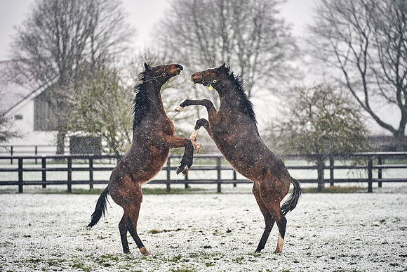 NATIONAL-STUD-27th-FEB-DJ-_DJ94642.ARW-5796