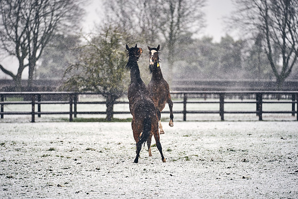 NATIONAL-STUD-27th-FEB-DJ-_DJ94520.ARW-5674