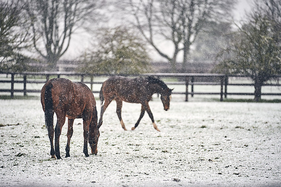 NATIONAL-STUD-27th-FEB-DJ-_DJ94507.ARW-5661