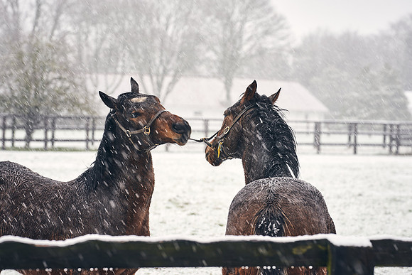 NATIONAL-STUD-27th-FEB-DJ-_DJ94292.ARW-5446