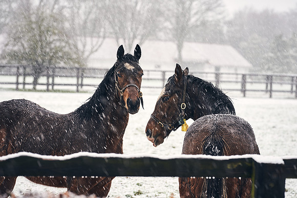 NATIONAL-STUD-27th-FEB-DJ-_DJ94297.ARW-5451