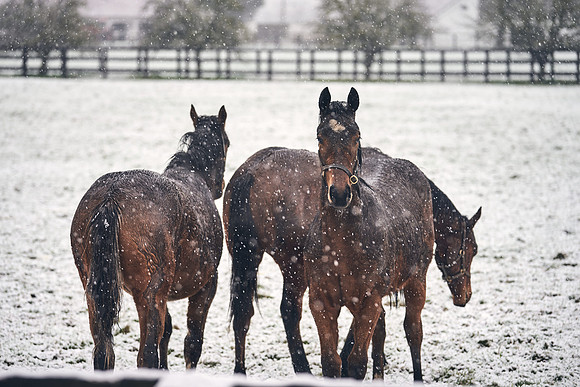 NATIONAL-STUD-27th-FEB-DJ-_DJ94360.ARW-5514