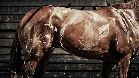 Dominic-James-Horsepower-0048