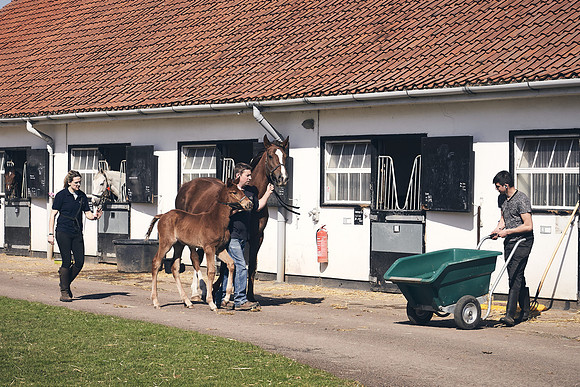 NATS-STUD-FOALS-2020-DJ-0004