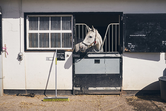NATS-STUD-FOALS-2020-DJ-0014