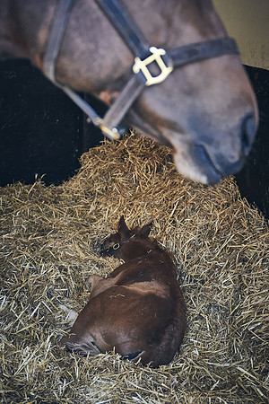 NATS-STUD-FOALS-2020-DJ-0058