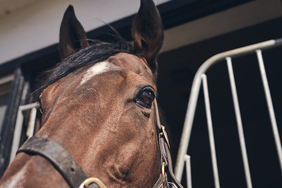 NATS-STUD-FOALS-2020-DJ-0021