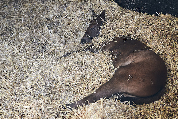 NATS-STUD-FOALS-2020-DJ-0082