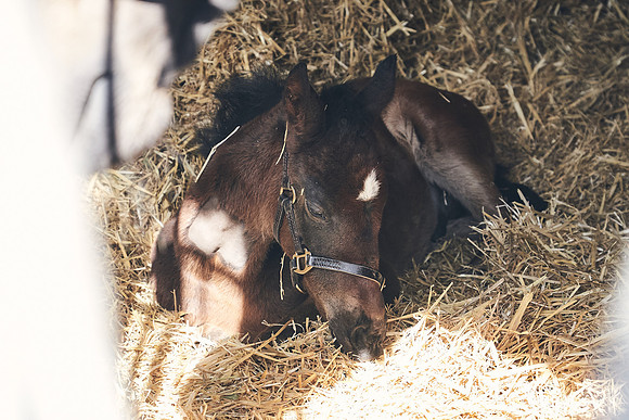 NATS-STUD-FOALS-2020-DJ-0105