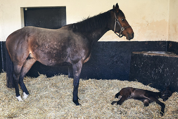 NATS-STUD-FOALS-2020-DJ-0120