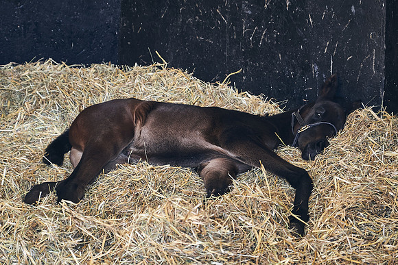 NATS-STUD-FOALS-2020-DJ-0131