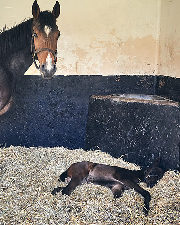 NATS-STUD-FOALS-2020-DJ-0133