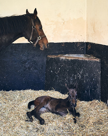 NATS-STUD-FOALS-2020-DJ-0142
