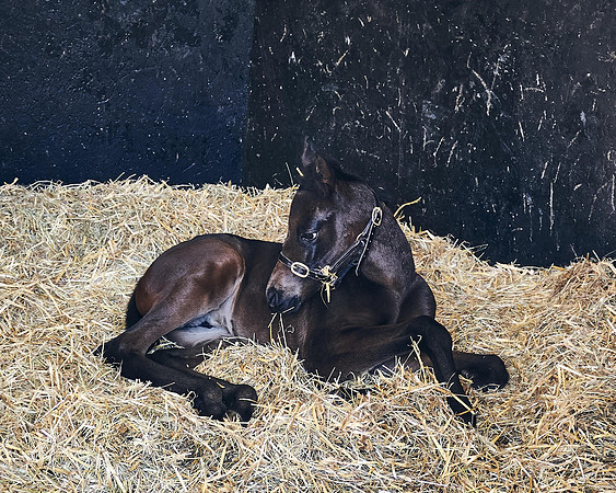 NATS-STUD-FOALS-2020-DJ-0151