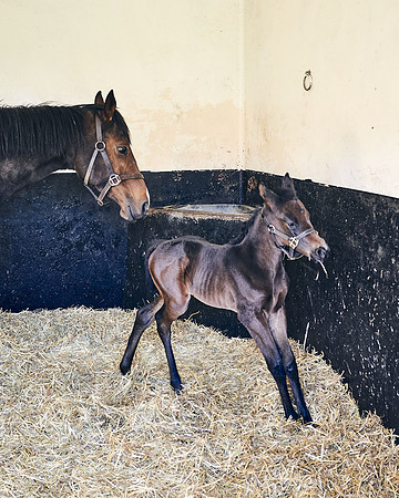 NATS-STUD-FOALS-2020-DJ-0167