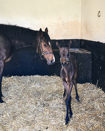 NATS-STUD-FOALS-2020-DJ-0174