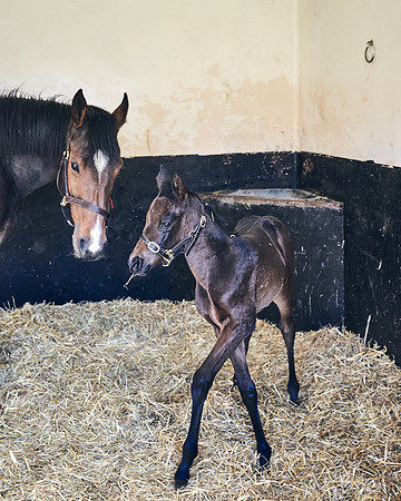 NATS-STUD-FOALS-2020-DJ-0175