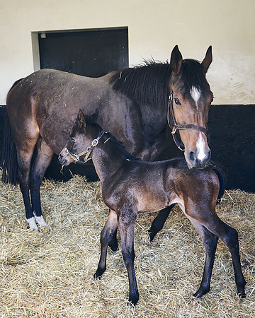 NATS-STUD-FOALS-2020-DJ-0182