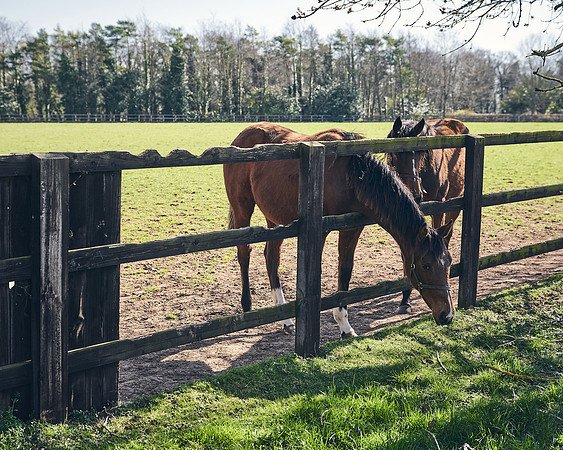 NATS-STUD-FOALS-2020-DJ-0210