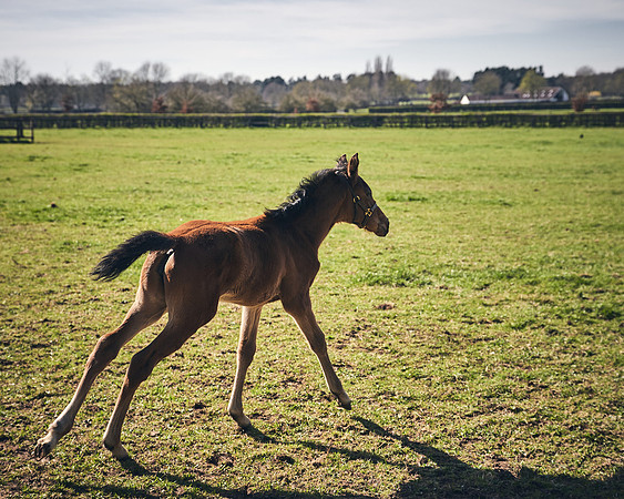 NATS-STUD-FOALS-2020-DJ-0228