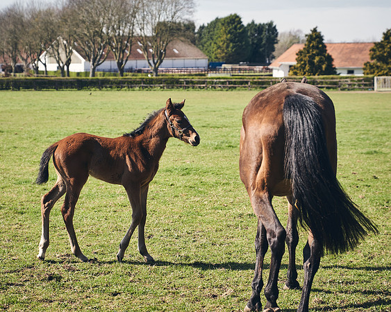 NATS-STUD-FOALS-2020-DJ-0234