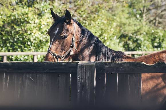 NATS-STUD-FOALS-2020-DJ-0243