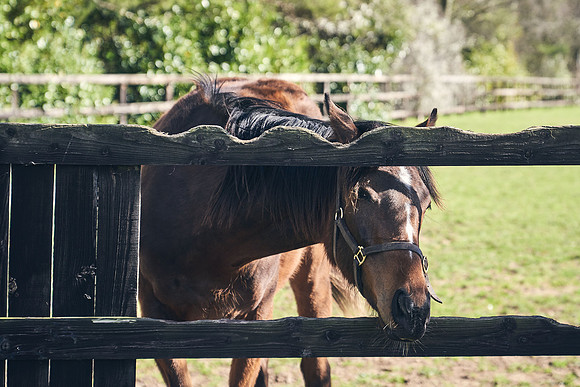 NATS-STUD-FOALS-2020-DJ-0247