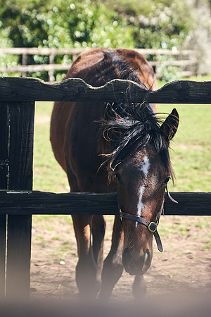 NATS-STUD-FOALS-2020-DJ-0248