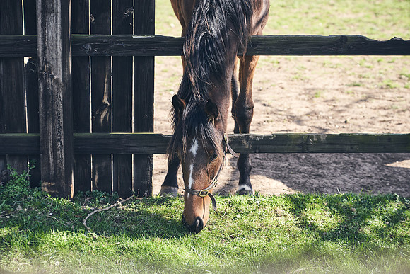 NATS-STUD-FOALS-2020-DJ-0252