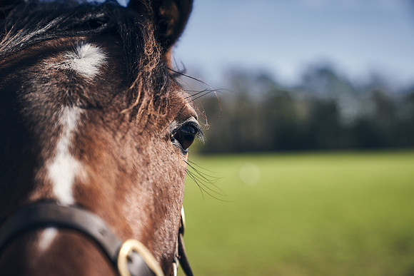 NATS-STUD-FOALS-2020-DJ-0298