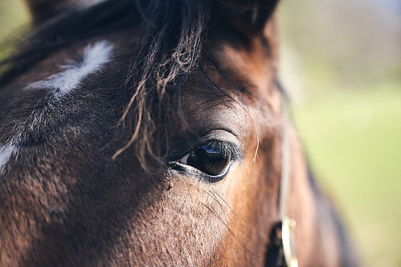 NATS-STUD-FOALS-2020-DJ-0303