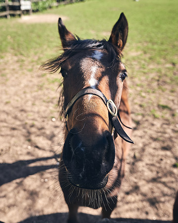 NATS-STUD-FOALS-2020-DJ-0306