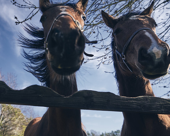 NATS-STUD-FOALS-2020-DJ-0320