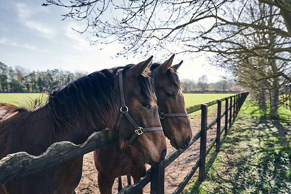 NATS-STUD-FOALS-2020-DJ-0350